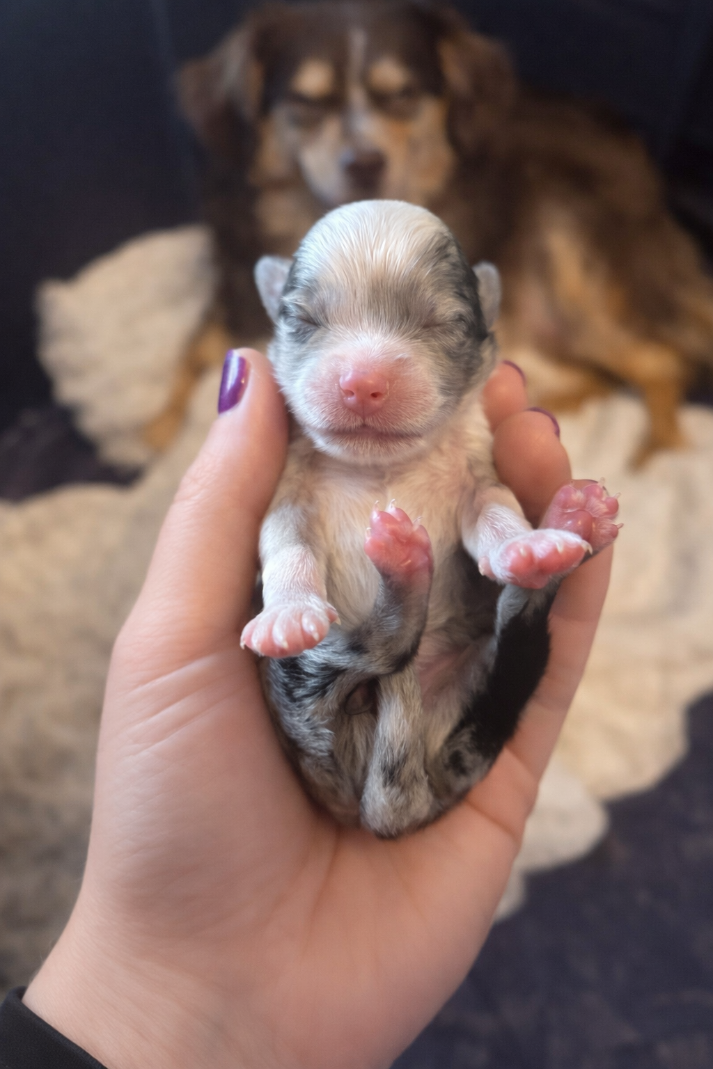 A person holds a tiny, newborn, spotted puppy in their palm, with a larger dog resting in the blurred background.