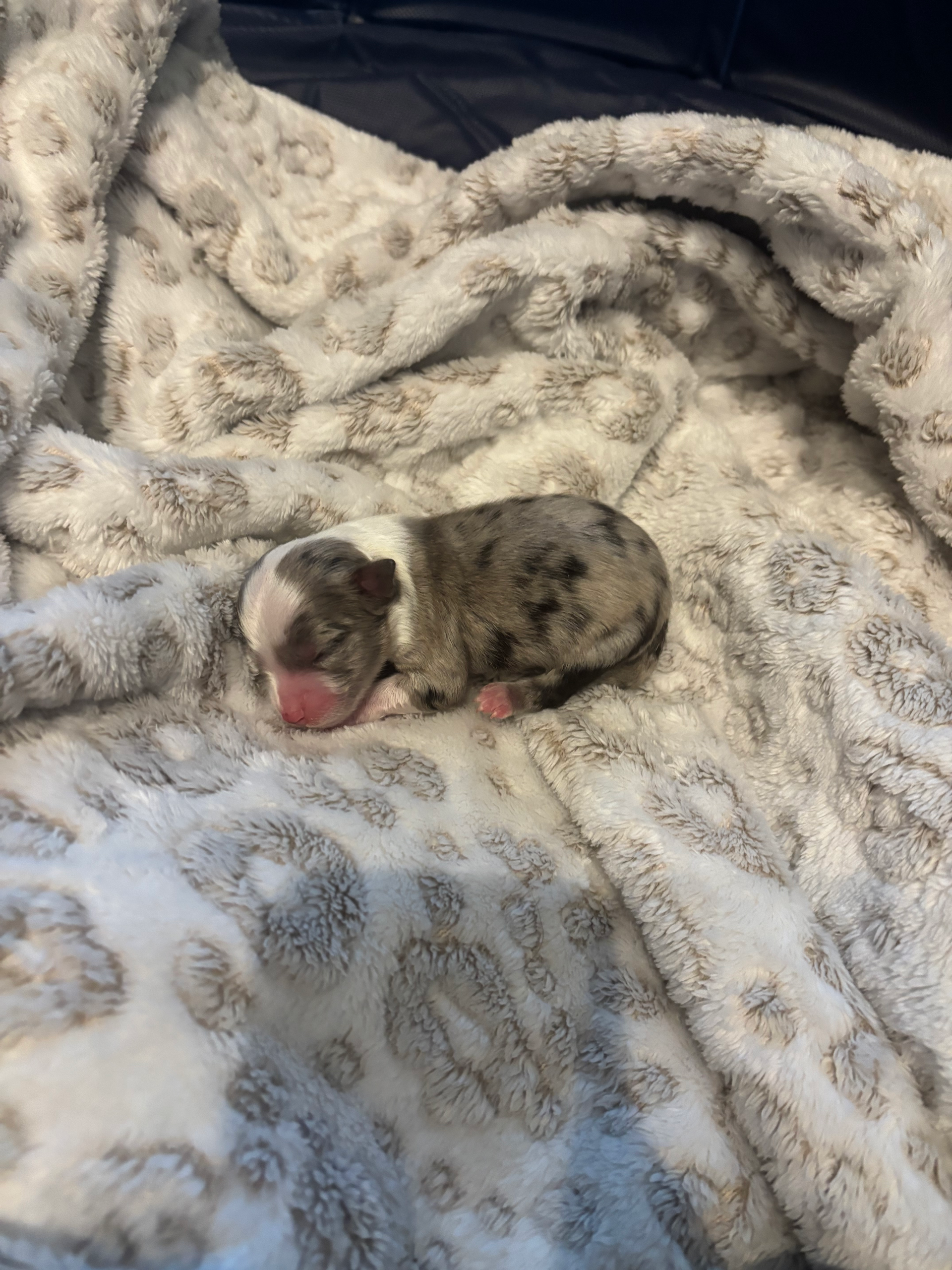 A tiny, merle-patterned newborn puppy sleeping on a soft, textured, cream-colored blanket.