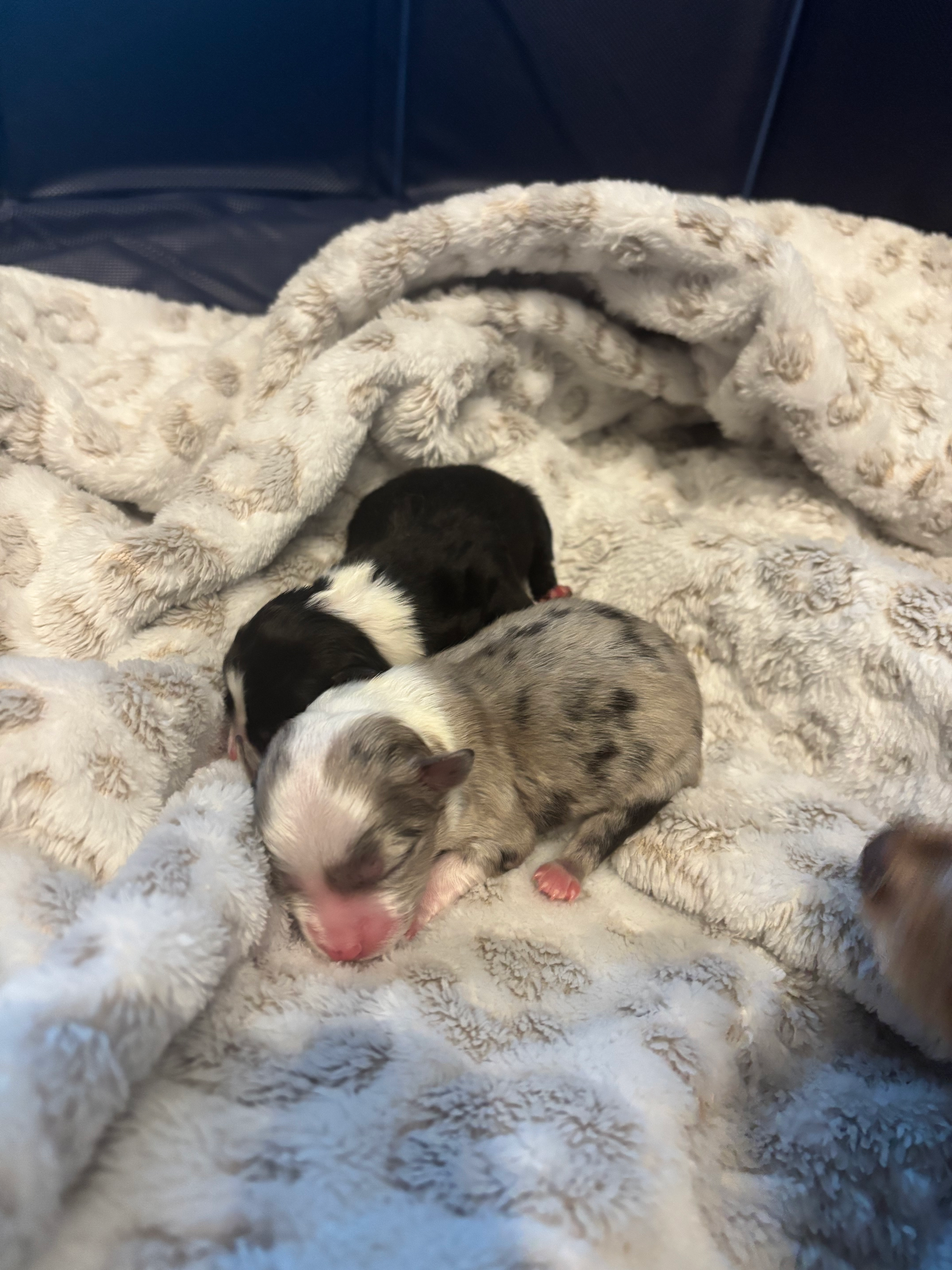 Two newborn puppies, one black and white and one merle, sleeping on a soft, patterned blanket.