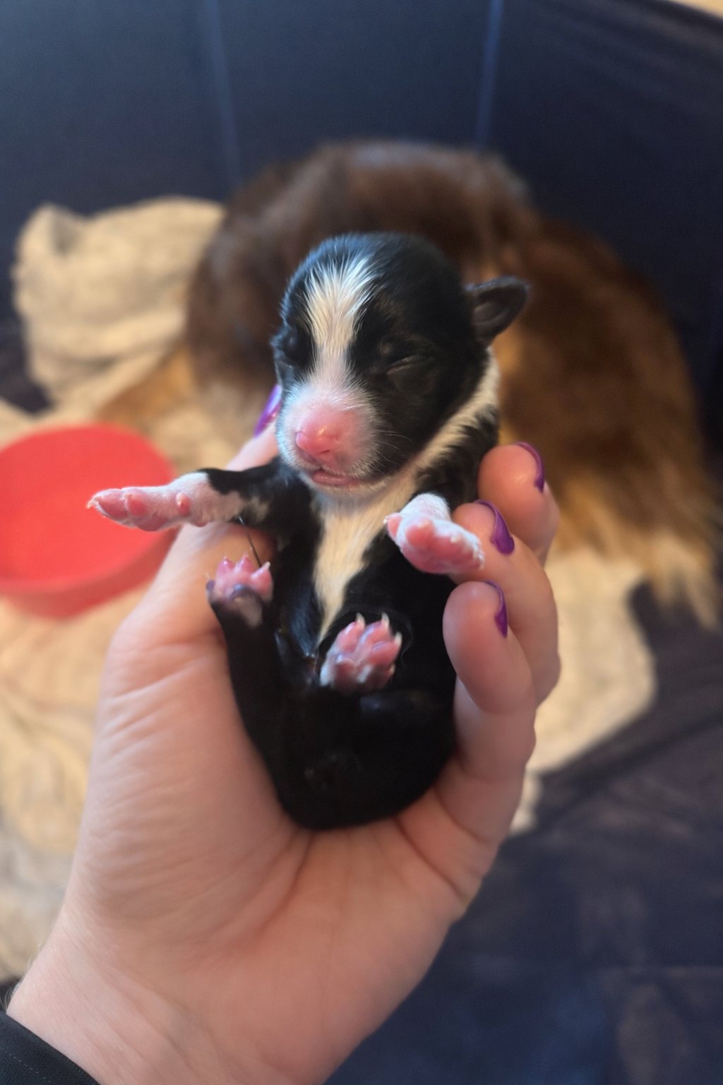 A person holds a tiny, black and white newborn puppy in their hand, with a dog resting on a blanket in the background.
