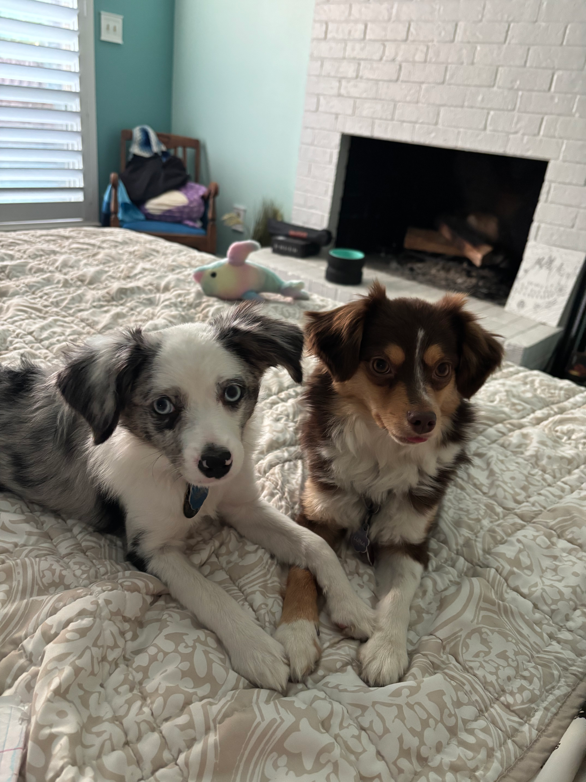 Two dogs on a bed. One blue merle and one brown and white. Beside a fireplace in a bright room.
