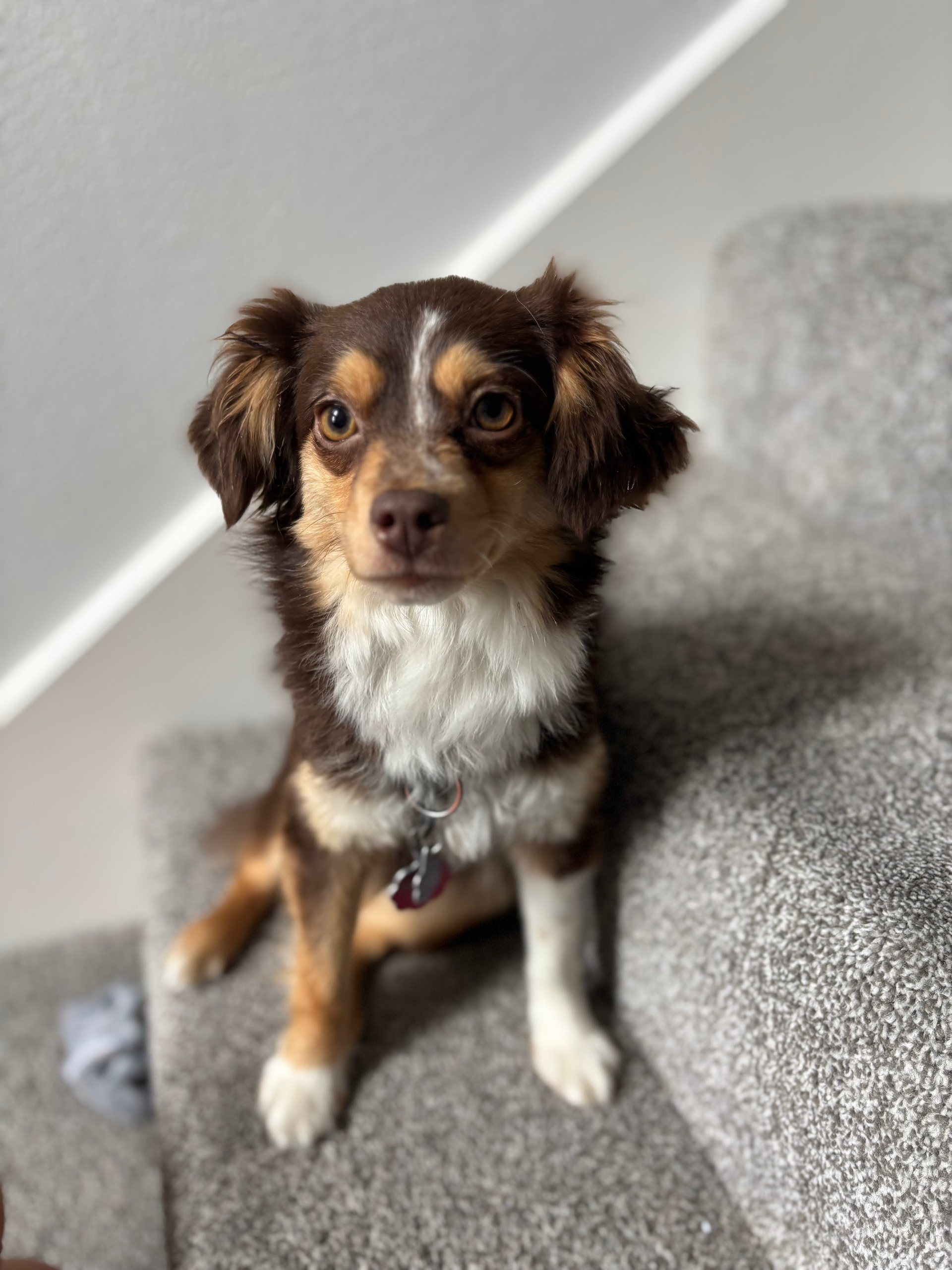 Brown and white dog sitting on carpeted stairs, looking at the camera.