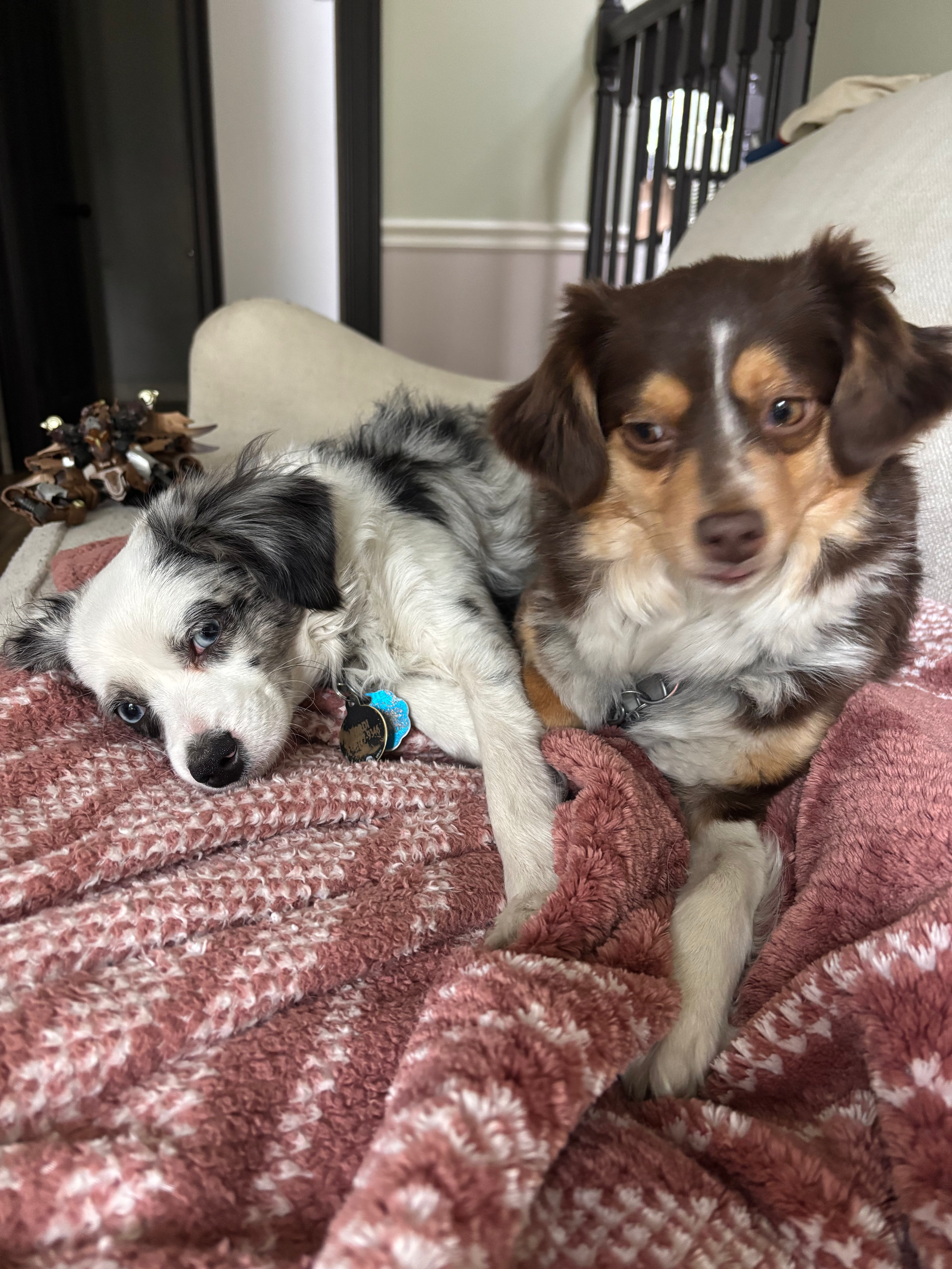 Two small dogs, one white with black spots and one brown and tan, resting together on a pink textured blanket.