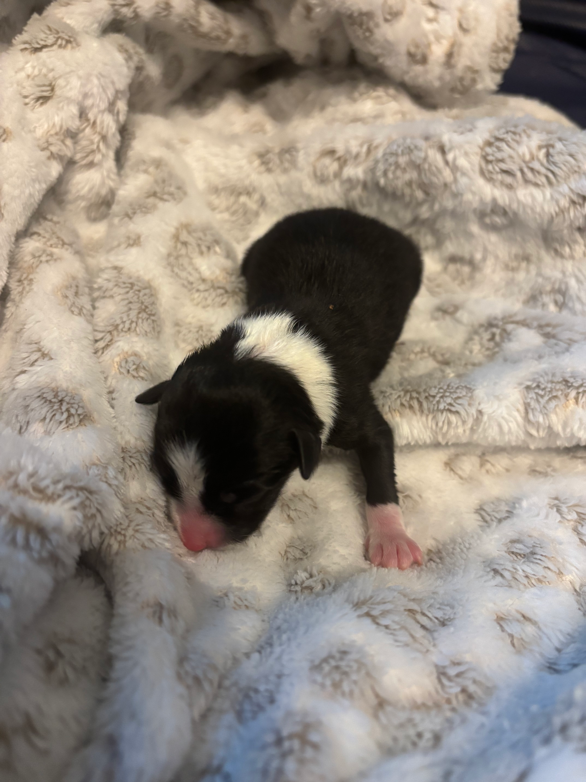 A newborn black puppy with a white neck band and white front paw, resting on a soft, patterned blanket.