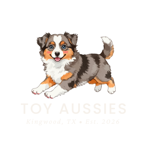 Smiling, watercolor-style Australian Shepherd puppy with tri-color fur; &ldquo;Toy Aussies&rdquo; logo, Kingwood, TX.