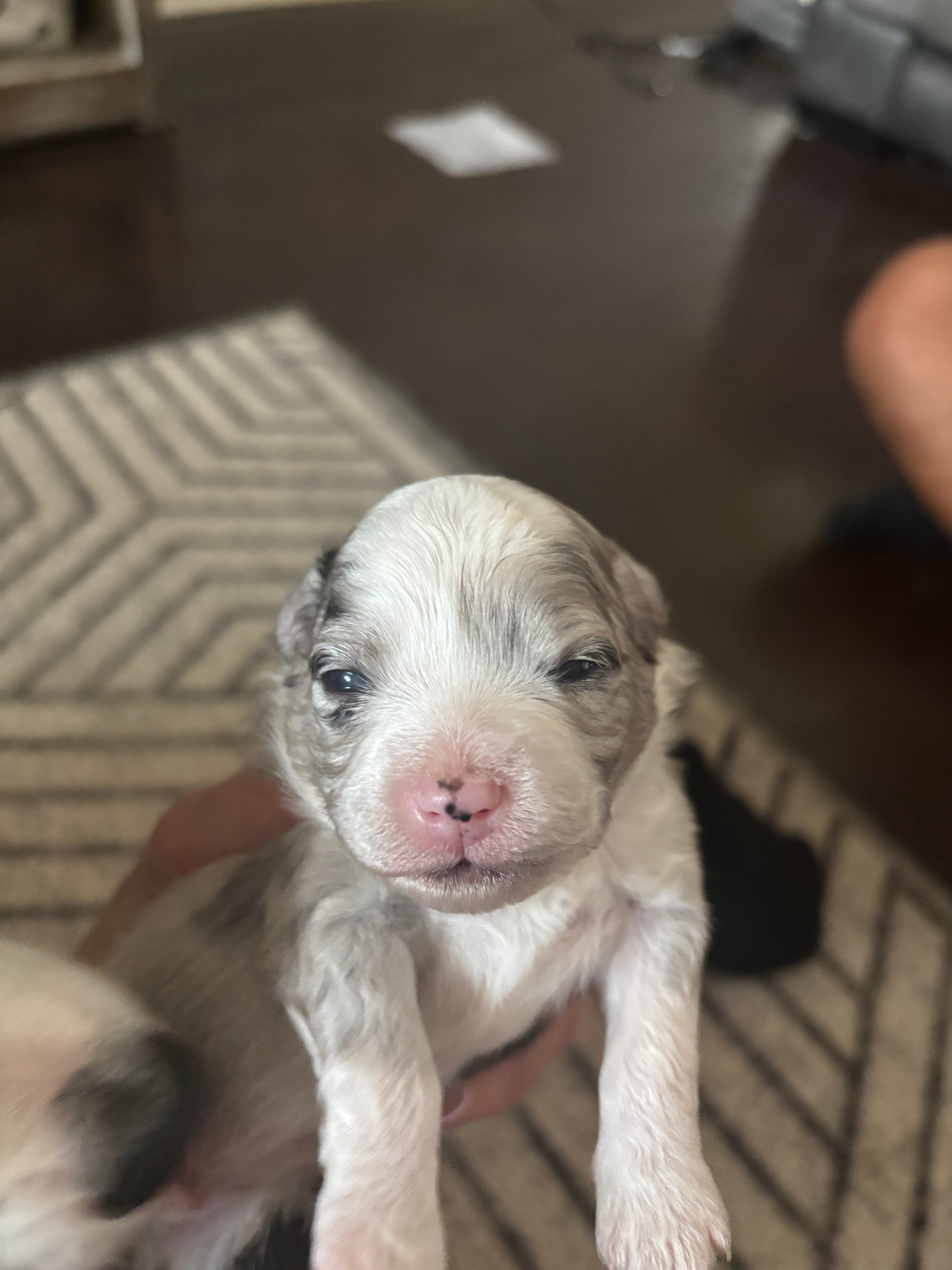 A close-up of a small, merle-patterned puppy being held, looking directly at the camera.