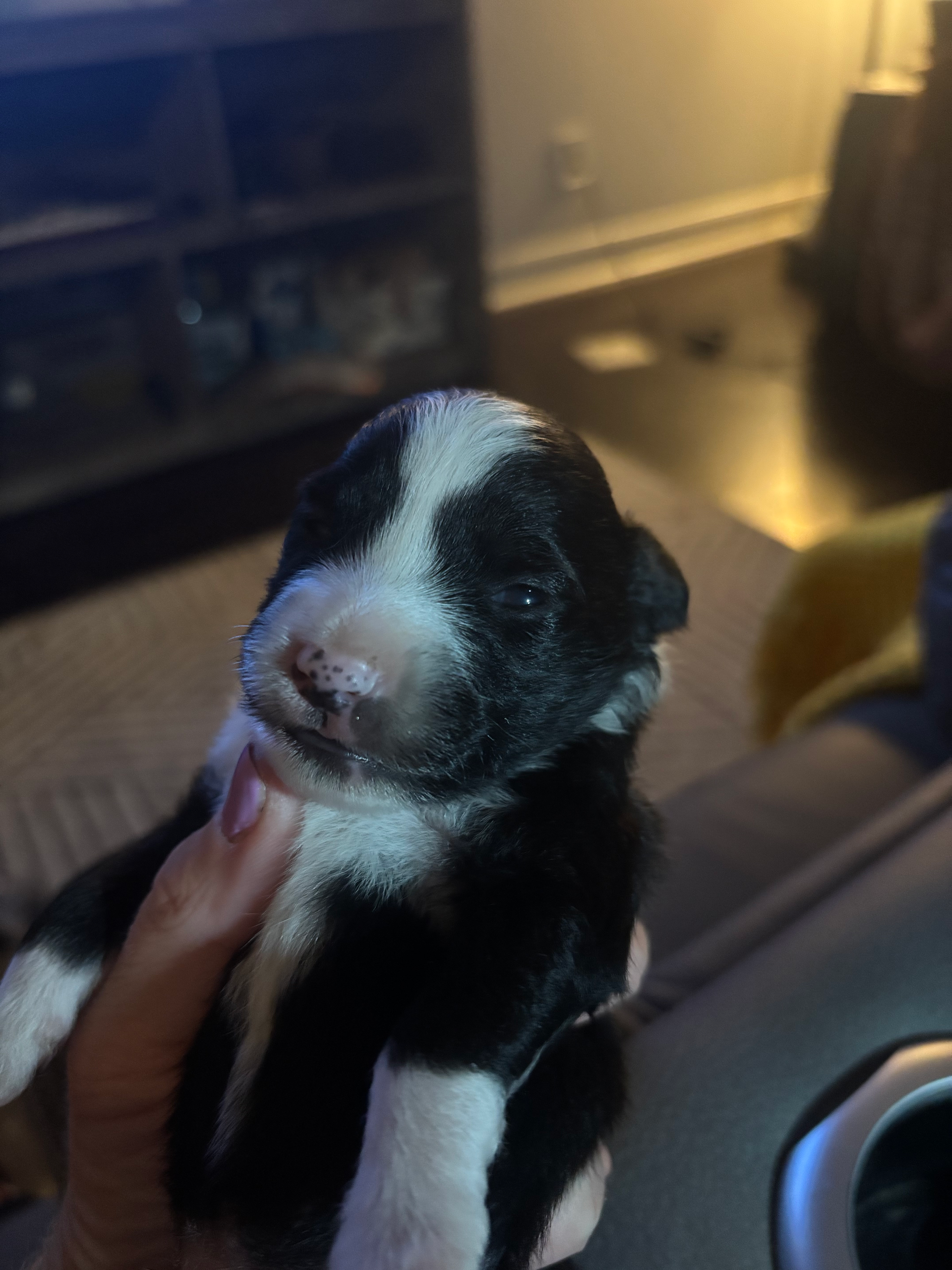 A hand holds a tiny black and white puppy with a white blaze on its face, set against a blurry indoor background.