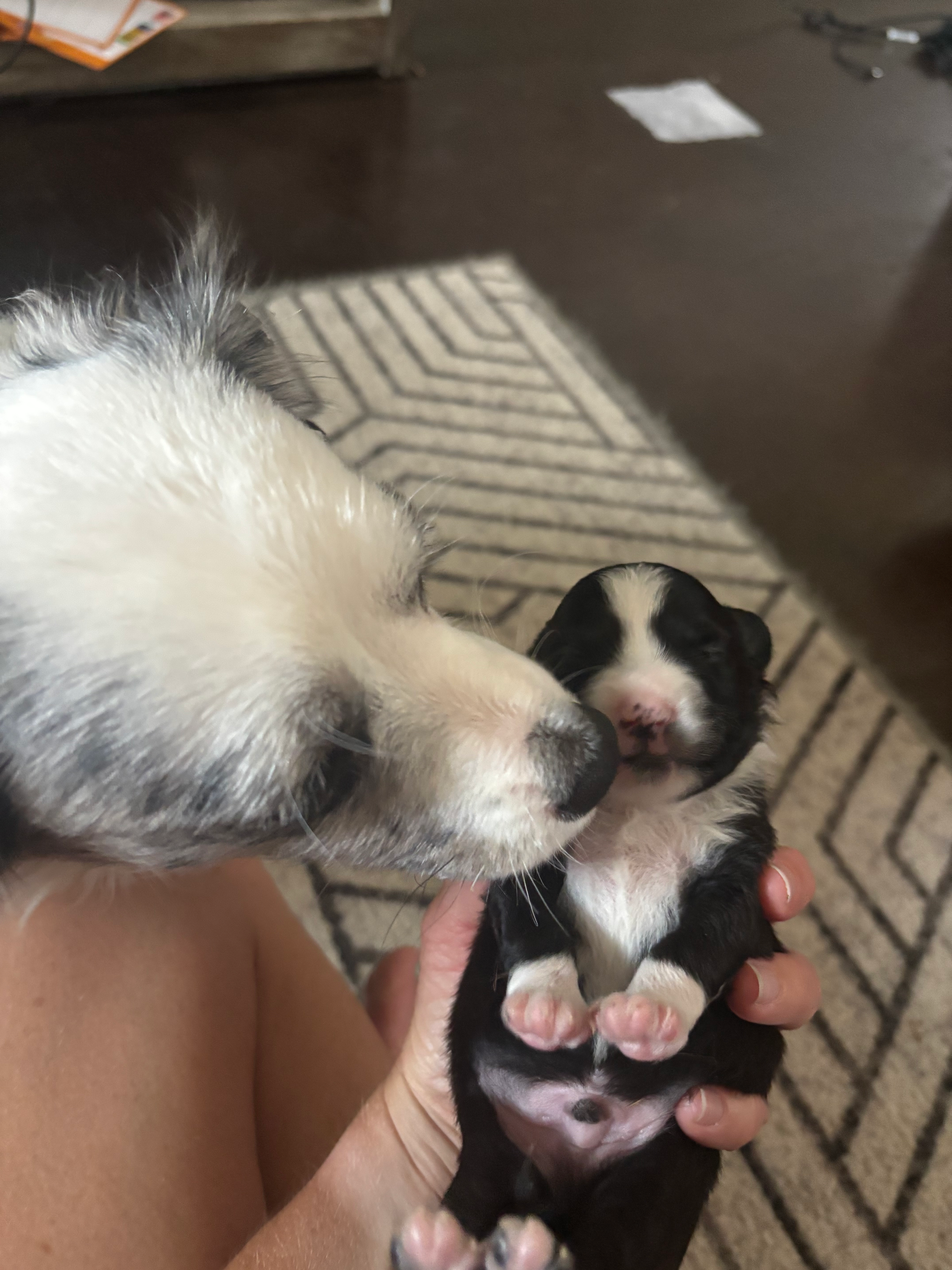 An adult dog gently nudges a tiny, black-and-white newborn puppy being held in a person's hand.