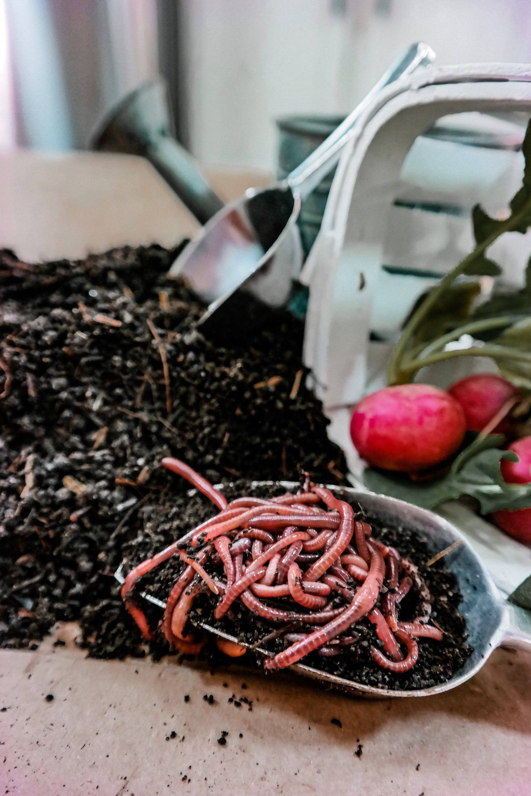 Fed N Happy Worm Workshop