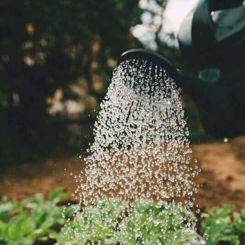 Watering a garden with Fed 'n Happy Extract