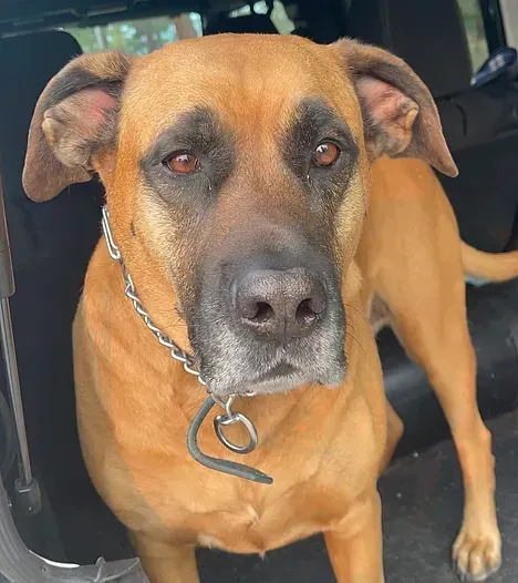 A brown dog with a chain around its neck is sitting in the back seat of a car.