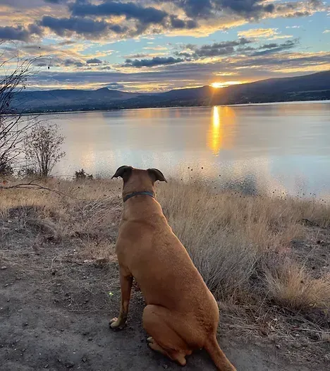 A dog is sitting on the ground looking at the sunset over a lake.