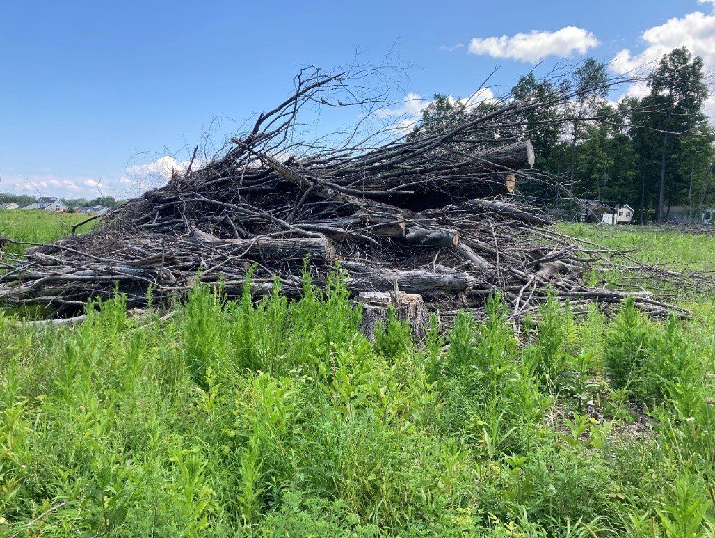 A pile of trees like this can be grinded for removal or disposal.