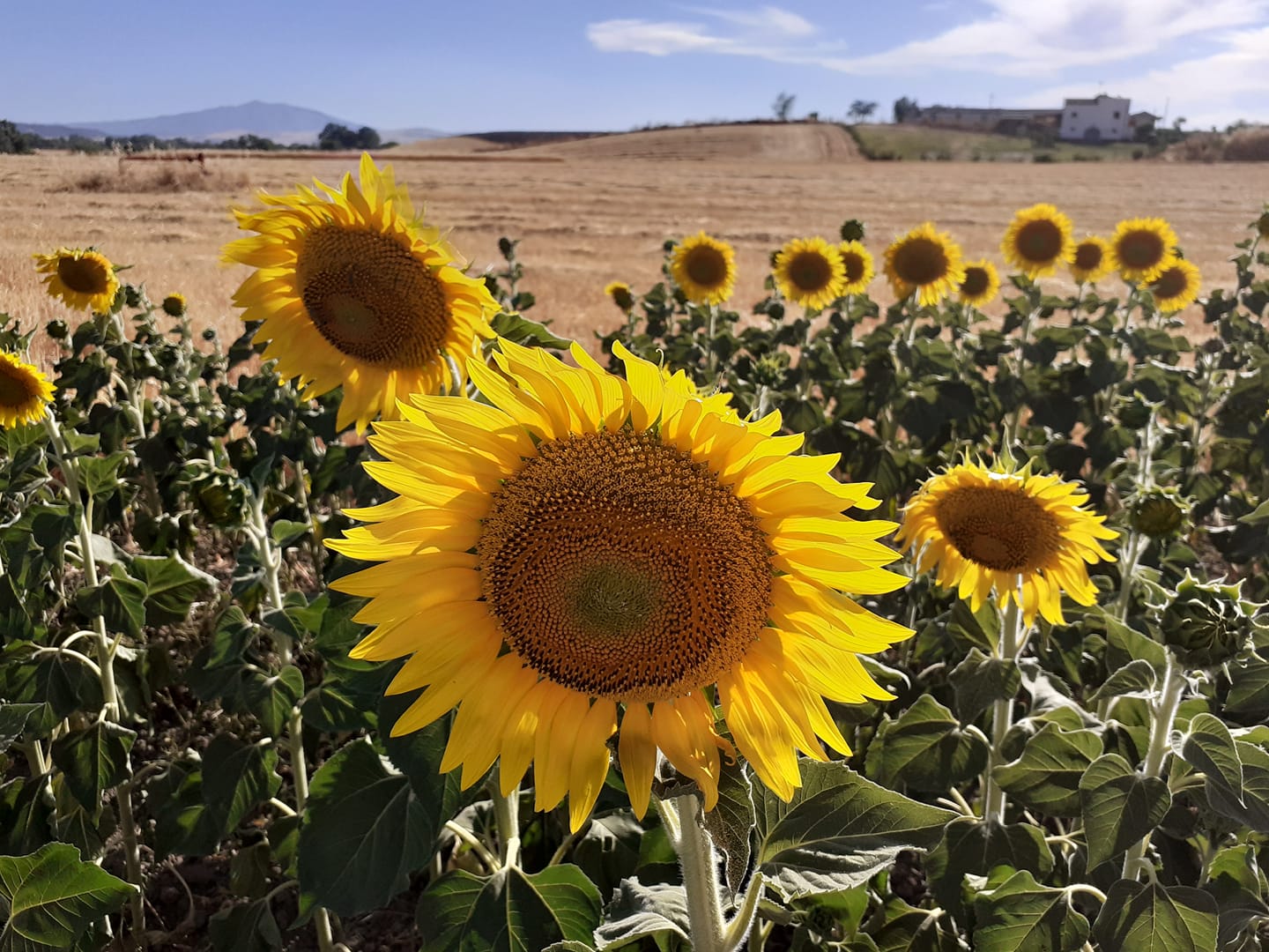 Girasoli di Puglia biologici
