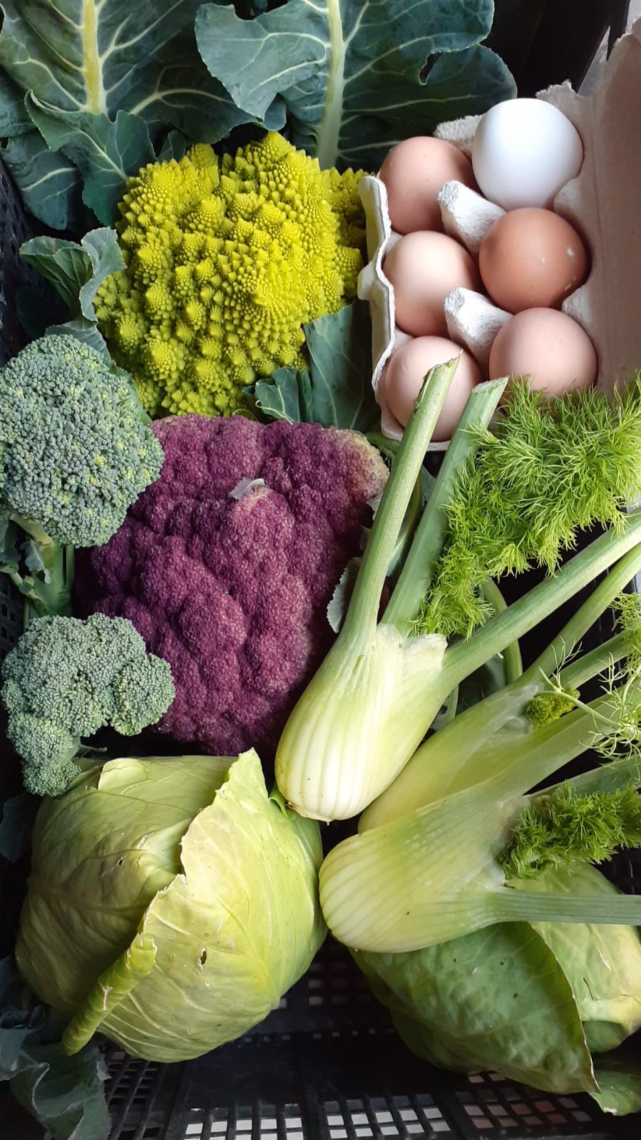 Acquisto verdure biologiche km0 dal produttore a Foggia e Cerignola