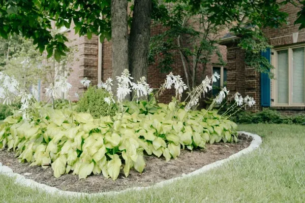bed edging in lexington ky