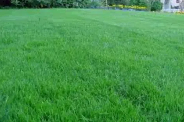Healthy grass lawn suitable for the Lexington, KY climate