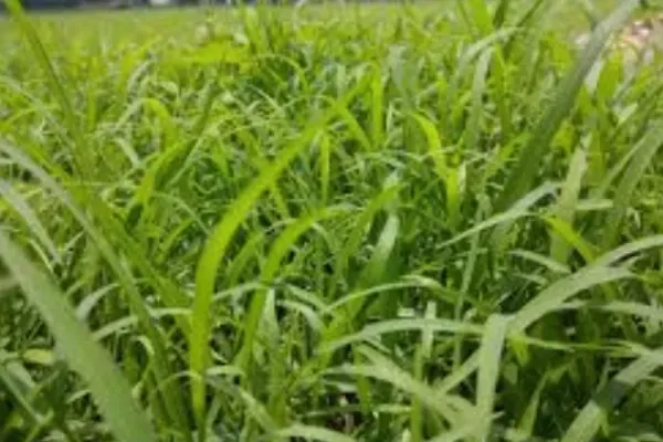 Different grass types for residential lawns in Kentucky