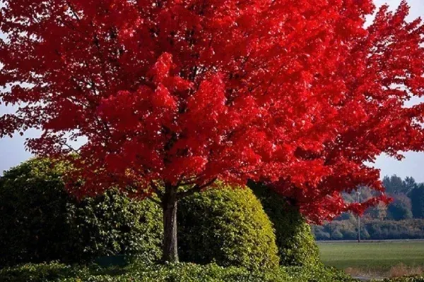 Kentucky native plants enhancing a natural outdoor landscape in Lexington KY