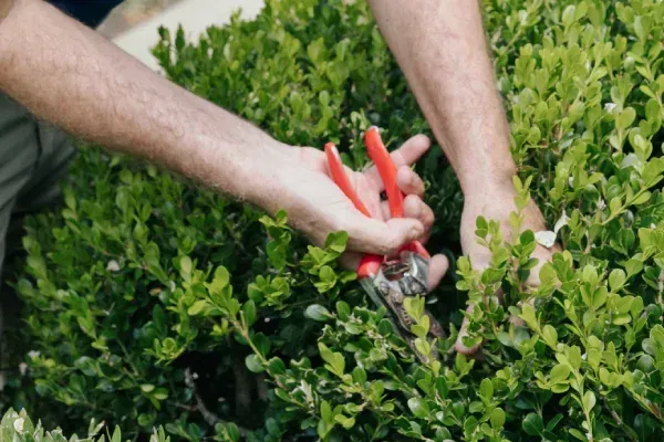Specialized landscape pruning in Lexington KY