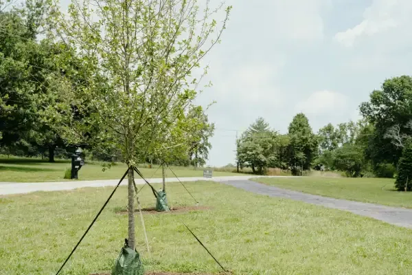 Landscape tree installation in Lexington KY