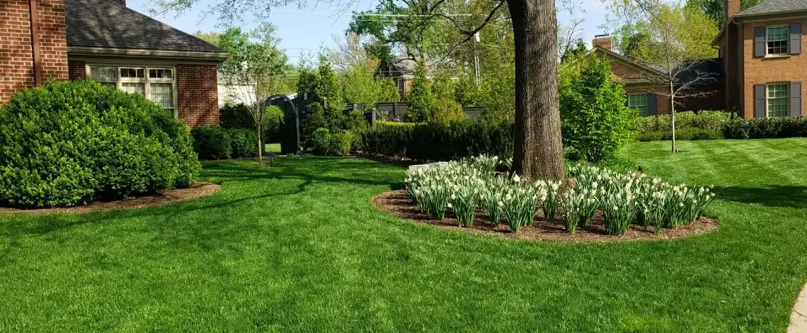 Choosing the right lawn grass for a Lexington, KY yard