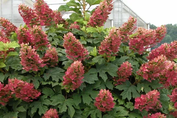 Native flowering plants bringing seasonal color to a Lexington KY landscape