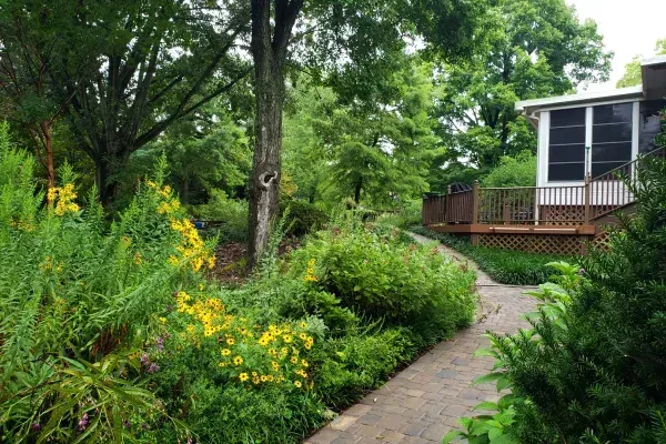 Native garden plants creating a vibrant and natural planting area in Lexington KY