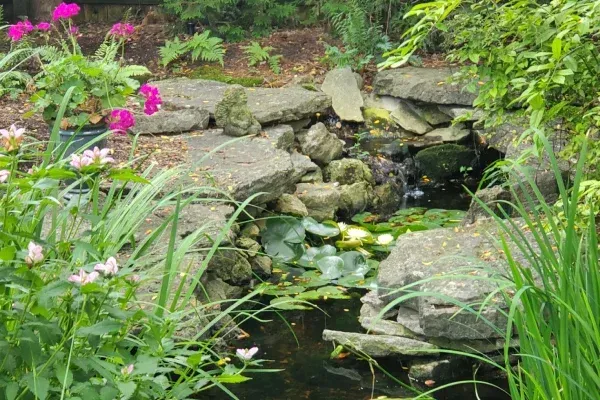 Native shrubs creating structure and greenery within a Lexington KY landscape
