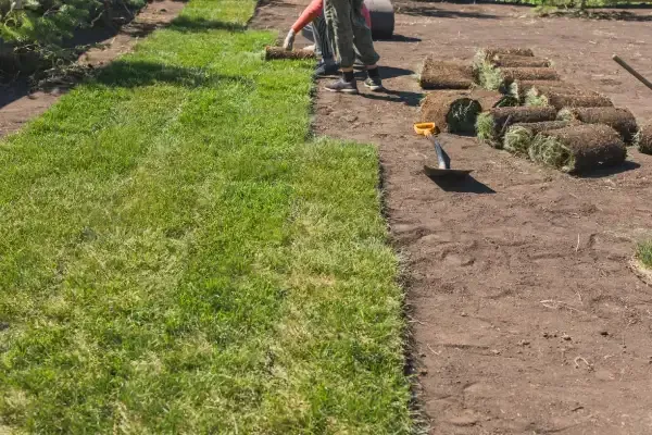 New sod landscape installation in Lexington KY