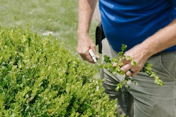 Specialized pruning services in Lexington KY