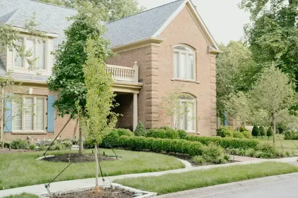 Tree installation in Lexington KY