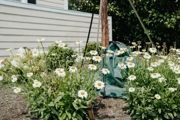 Landscape design project in Wilmore, KY