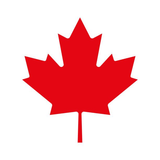 A red maple leaf on a white background