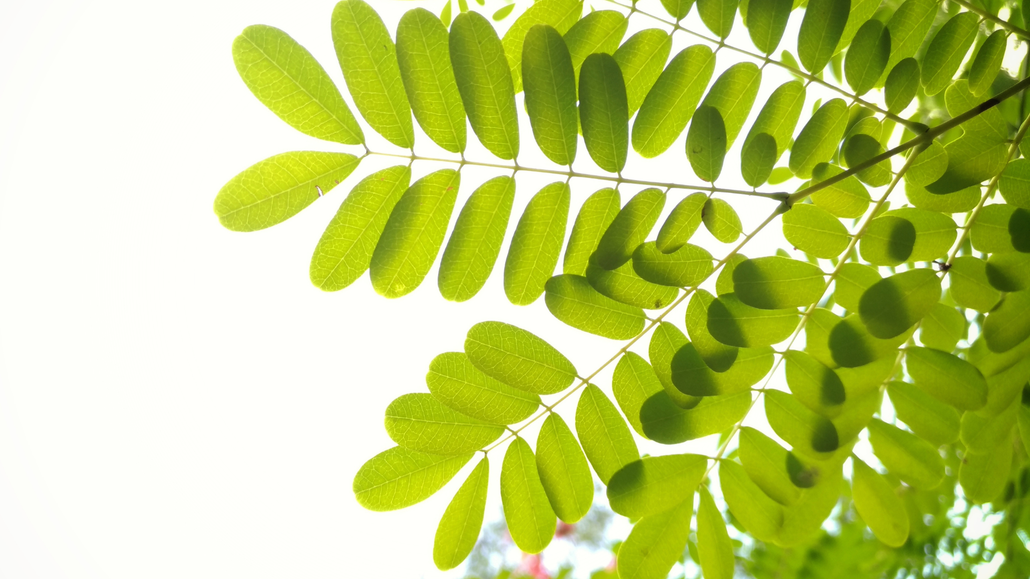 Des feuilles vertes sur fond blanc.