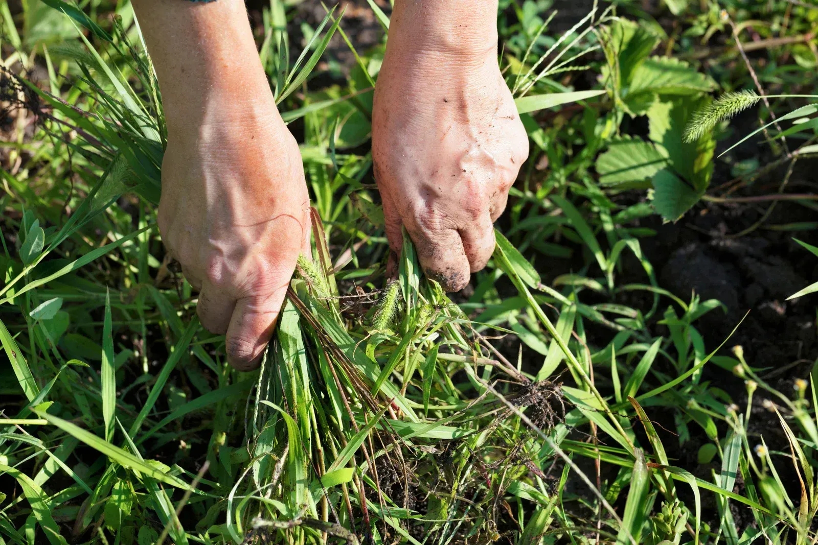 Man spraying lawn with green pesticide bottle in sunny backyard.