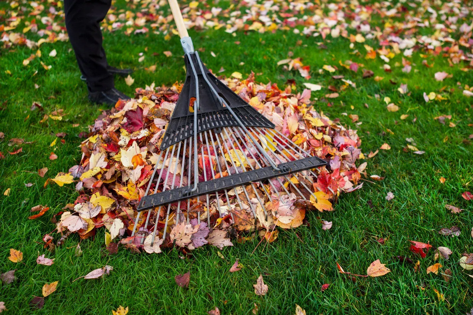 Person raking leaves in a grassy yard, wearing black gloves and boots, with a blue wheelbarrow in the background.