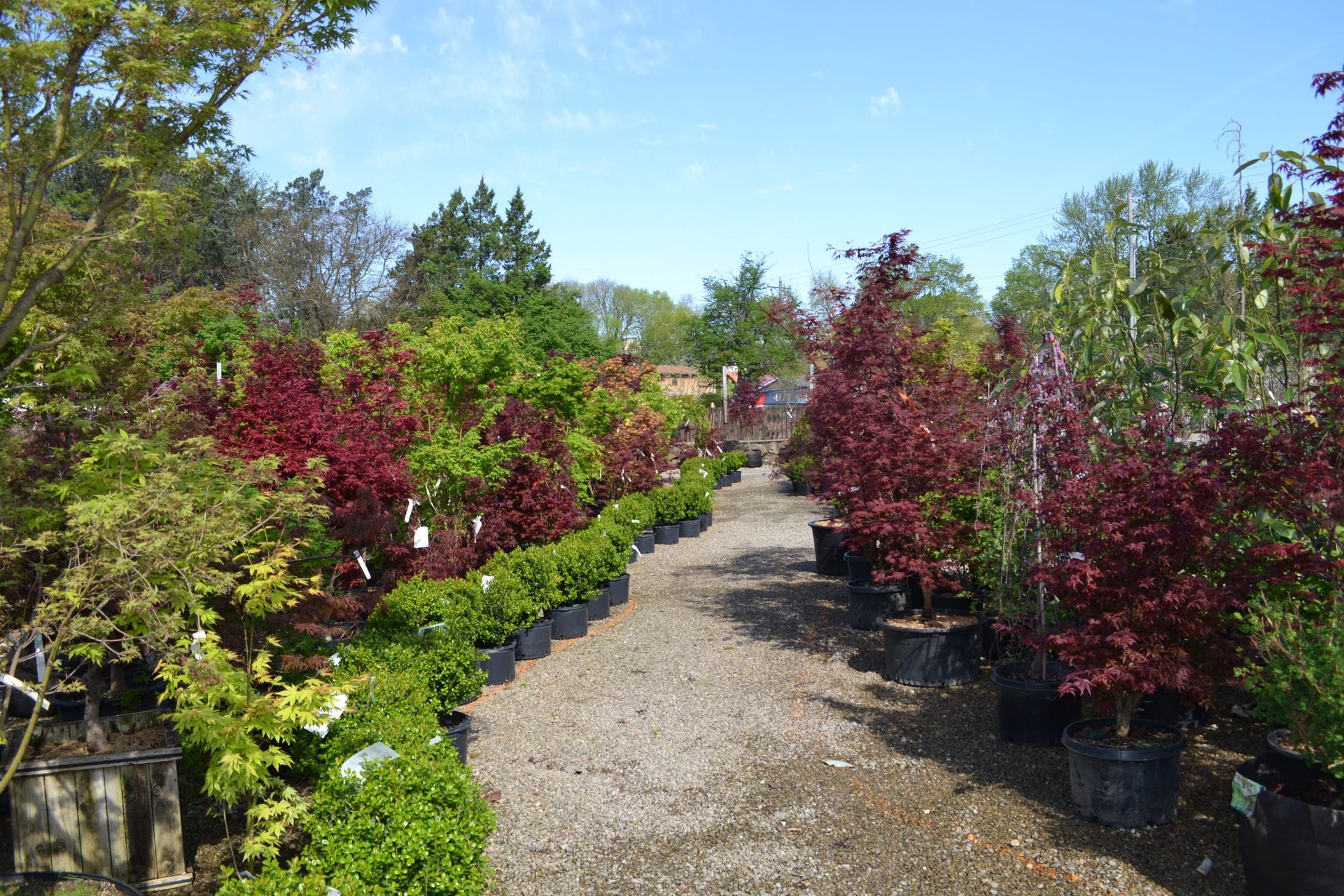 Picture Of Plants – Fairfield, OH – Lakeview Garden Center & Landscaping
