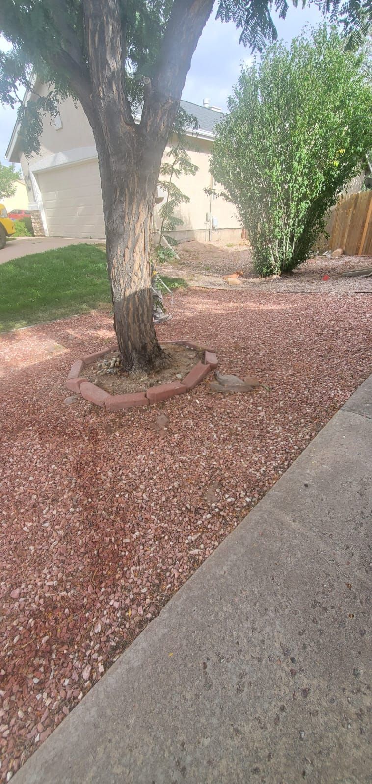 Front yard with a tree, shrubs, and mulch beside a concrete walkway.