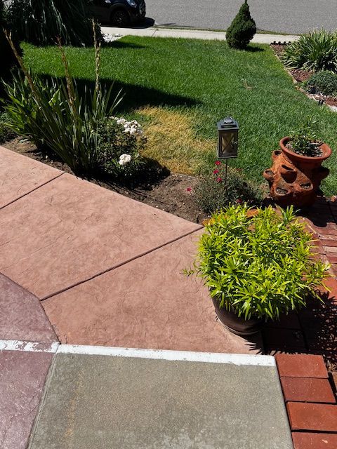 Sunny front yard with pink walkway, green lawn, shrubs, and a terracotta planter by the sidewalk