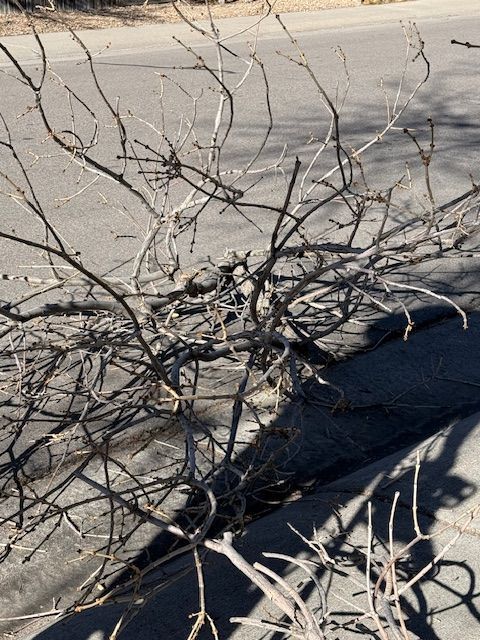 Dry, tangled tree branches lying on sand in bright sunlight, with long shadows cast nearby