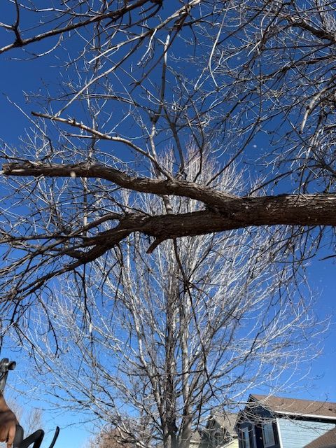 Bare tree branches against a bright blue sky above a house roofline