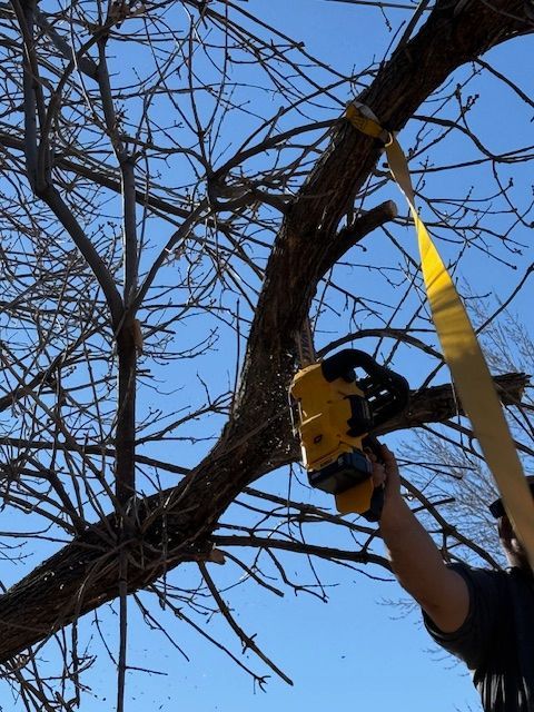 Worker pruning a leafless tree with a yellow chainsaw against a blue sky