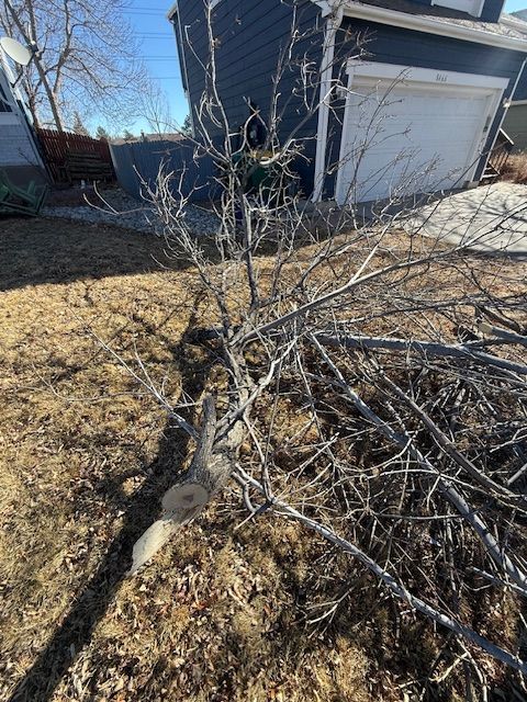 Fallen tree limb sprawled across a yard beside a garage on a sunny day