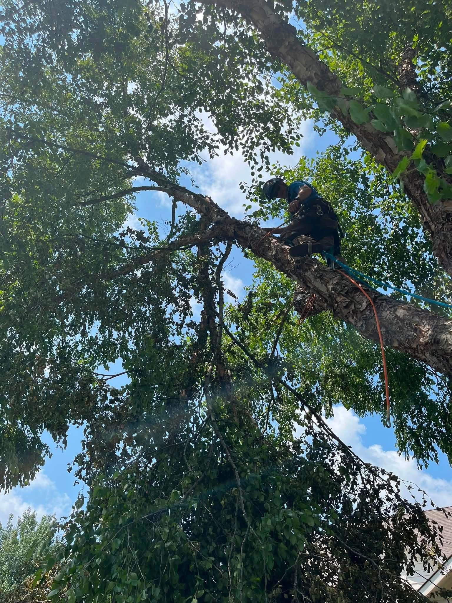 Two workers in safety gear trimming branches high in a tree under a blue sky.