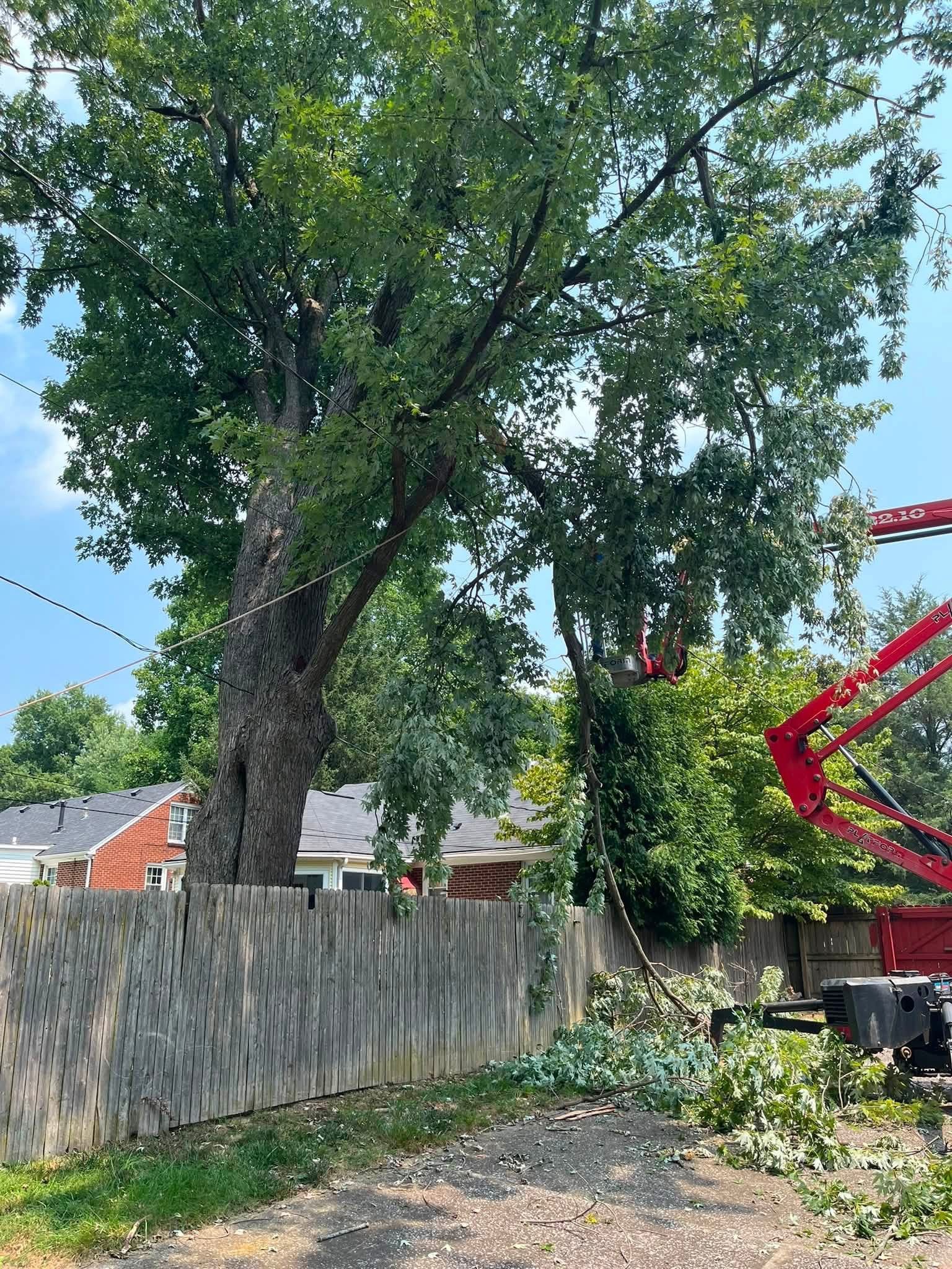 Large tree beside a weathered fence, with construction equipment and a crane in the background.