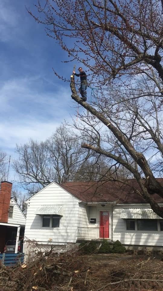 Two people standing on a tree branch in a yard beside a white house under a blue sky