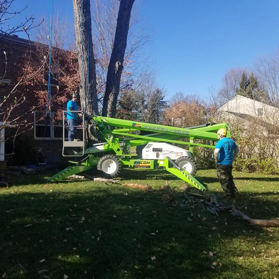 Workers using a green lift to trim a tree beside a house on a sunny lawn