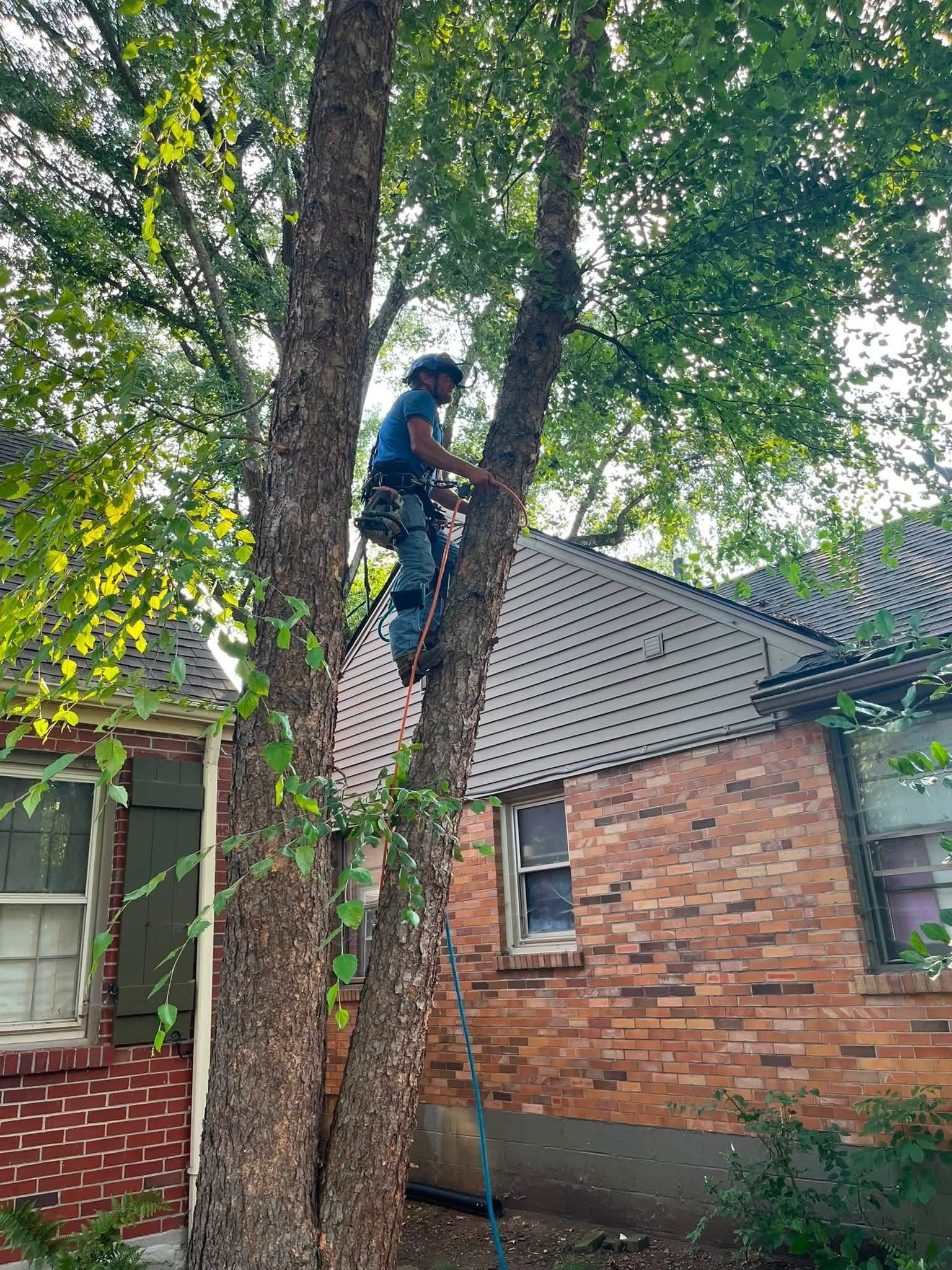 Person climbing a tree beside a brick house, with a rope and ladder below.