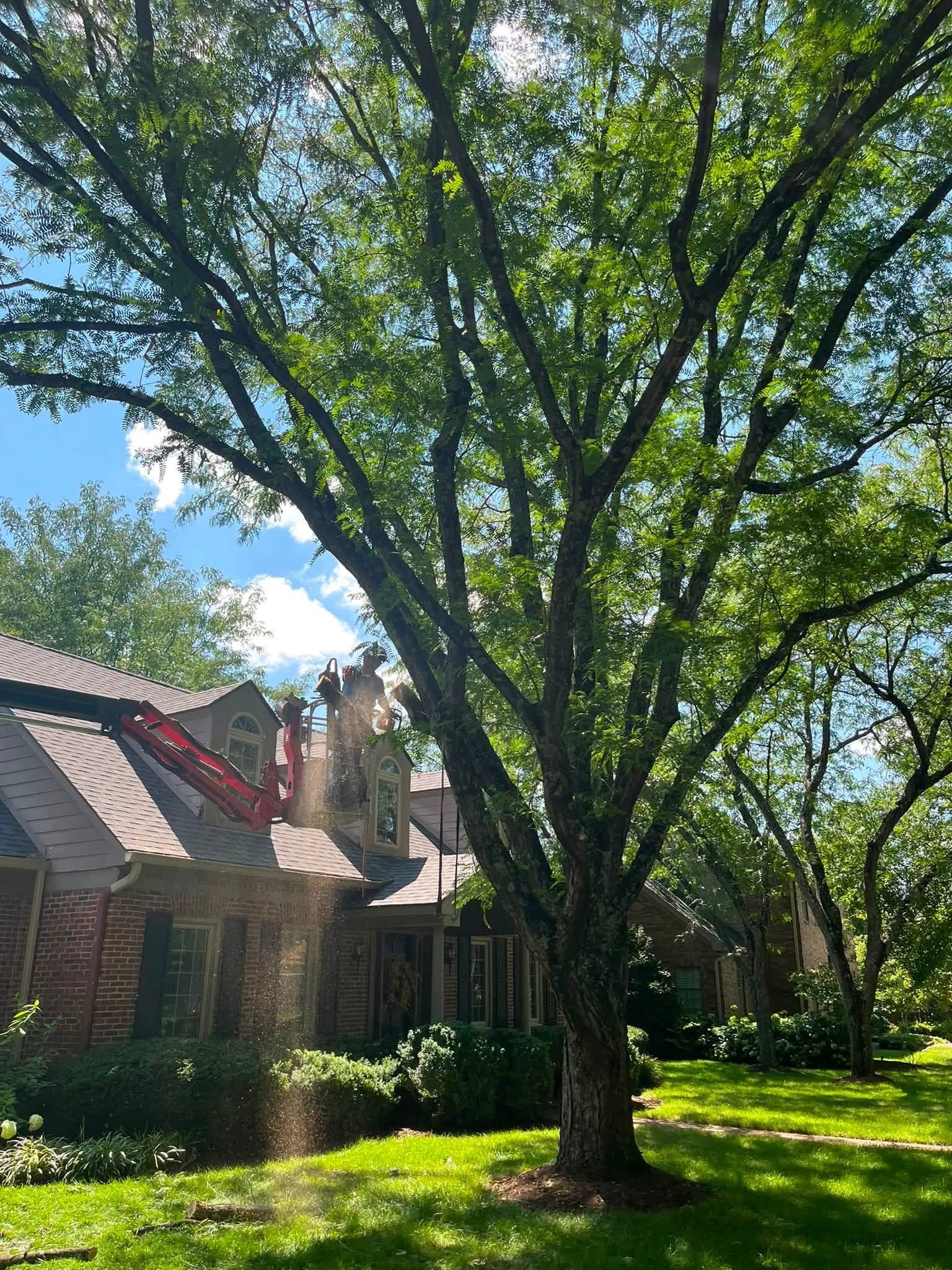 Sunny suburban yard with a large leafy tree beside brick houses and green grass
